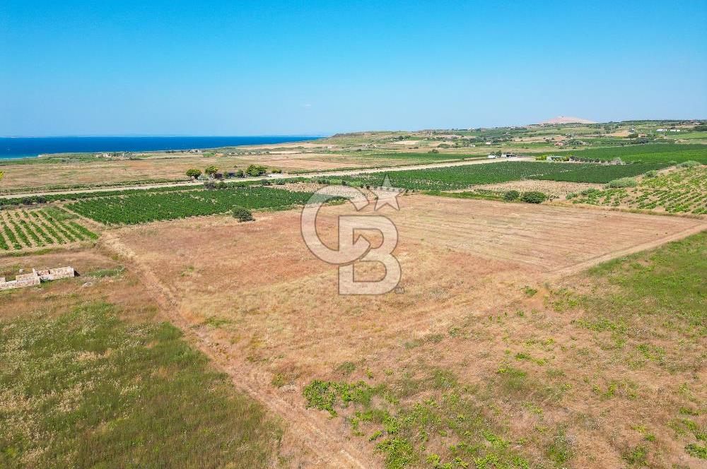 ÇANAKKALE BOZCAADA OVA MEVKİİNDE DENİZE YAKIN SATILIK FIRSAT BAĞ