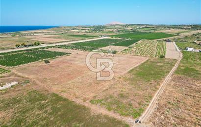 ÇANAKKALE BOZCAADA OVA MEVKİİNDE DENİZE YAKIN SATILIK FIRSAT BAĞ