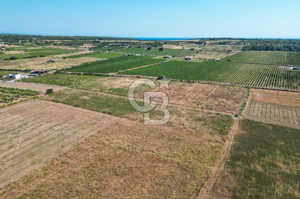 ÇANAKKALE BOZCAADA OVA MEVKİİNDE DENİZE YAKIN SATILIK FIRSAT BAĞ