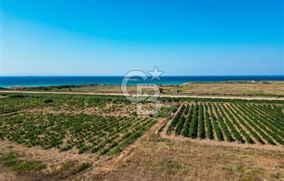 ÇANAKKALE BOZCAADA OVA MEVKİİNDE DENİZE YAKIN SATILIK FIRSAT BAĞ