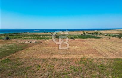 ÇANAKKALE BOZCAADA OVA MEVKİİNDE DENİZE YAKIN SATILIK FIRSAT BAĞ