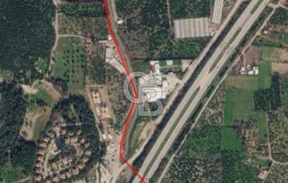 Güzelbahçe Yelki Işıklar Mevkiinde Yatırımlık Tarla Zeytinlik
