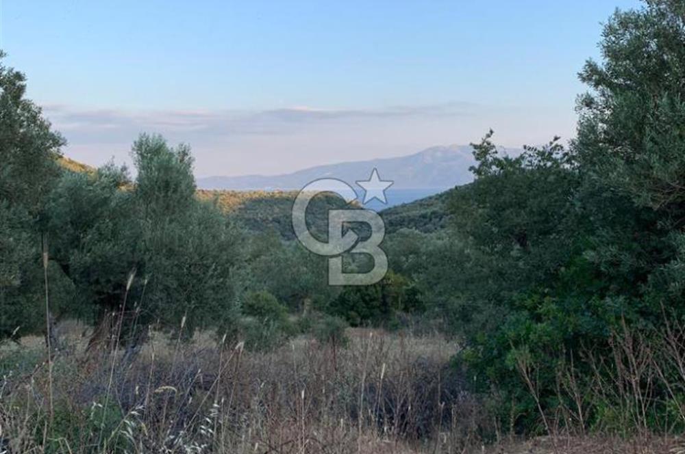 ÇANAKKALE AYVACIK KOYUNEVİ KÖYÜ’NDE SATILIK YATIRIMLIK ARAZİ