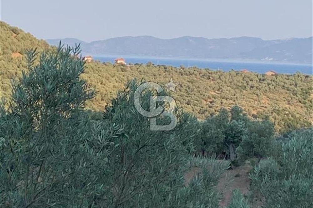 ÇANAKKALE AYVACIK KOYUNEVİ KÖYÜ’NDE SATILIK YATIRIMLIK ARAZİ