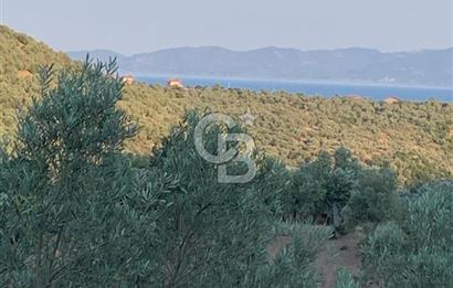 ÇANAKKALE AYVACIK KOYUNEVİ KÖYÜ’NDE SATILIK YATIRIMLIK ARAZİ