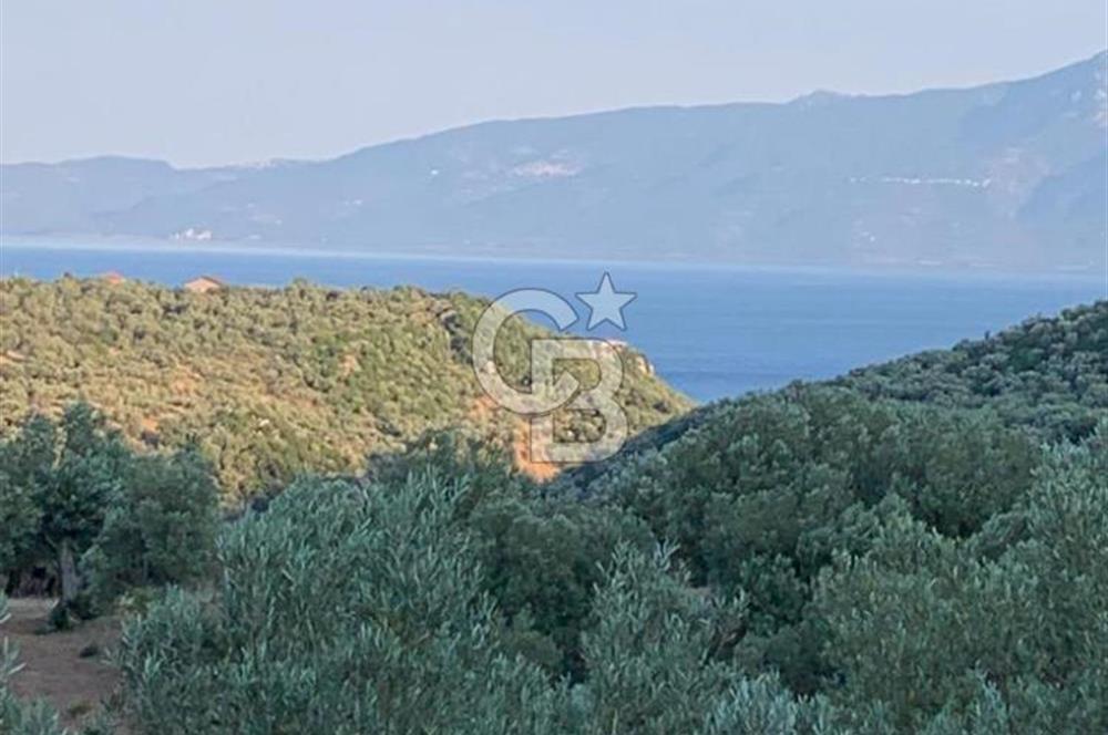 ÇANAKKALE AYVACIK KOYUNEVİ KÖYÜ’NDE SATILIK YATIRIMLIK ARAZİ