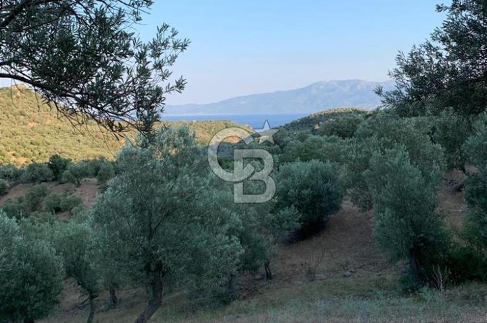 ÇANAKKALE AYVACIK KOYUNEVİ KÖYÜ’NDE SATILIK YATIRIMLIK ARAZİ