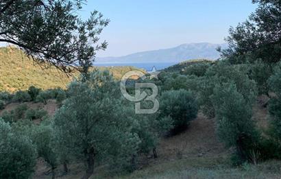 ÇANAKKALE AYVACIK KOYUNEVİ KÖYÜ’NDE SATILIK YATIRIMLIK ARAZİ