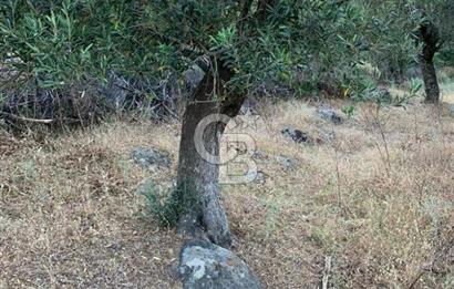 ÇANAKKALE AYVACIK KOYUNEVİ KÖYÜ’NDE SATILIK YATIRIMLIK ARAZİ