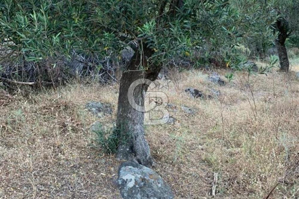ÇANAKKALE AYVACIK KOYUNEVİ KÖYÜ’NDE SATILIK YATIRIMLIK ARAZİ
