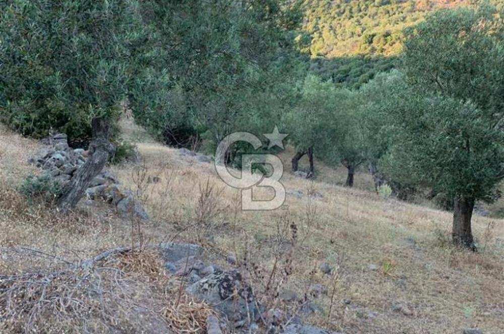 ÇANAKKALE AYVACIK KOYUNEVİ KÖYÜ’NDE SATILIK YATIRIMLIK ARAZİ