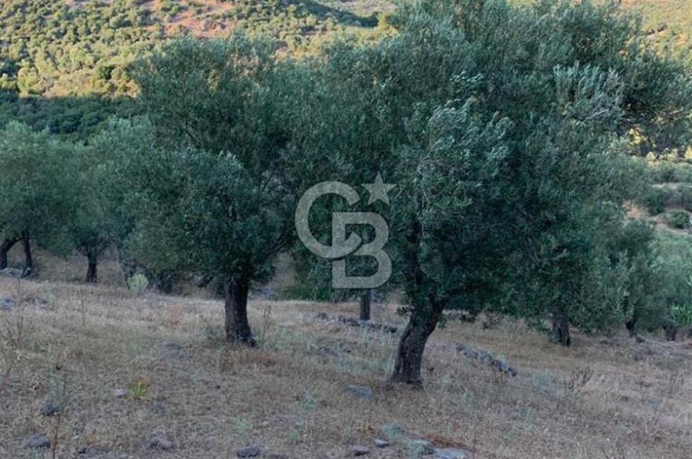 ÇANAKKALE AYVACIK KOYUNEVİ KÖYÜ’NDE SATILIK YATIRIMLIK ARAZİ