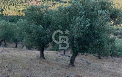 ÇANAKKALE AYVACIK KOYUNEVİ KÖYÜ’NDE SATILIK YATIRIMLIK ARAZİ