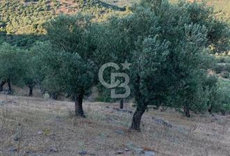 ÇANAKKALE AYVACIK KOYUNEVİ KÖYÜ’NDE SATILIK YATIRIMLIK ARAZİ - 3 - 360381