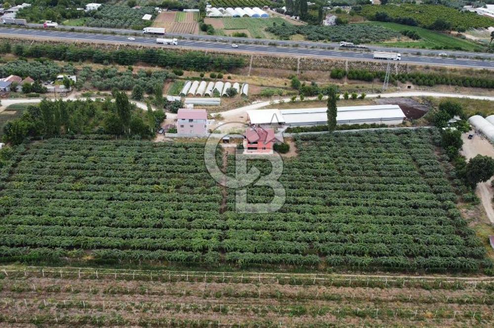 Bursa Orhangazi'de satılık tarla