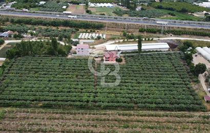 Bursa Orhangazi'de satılık tarla