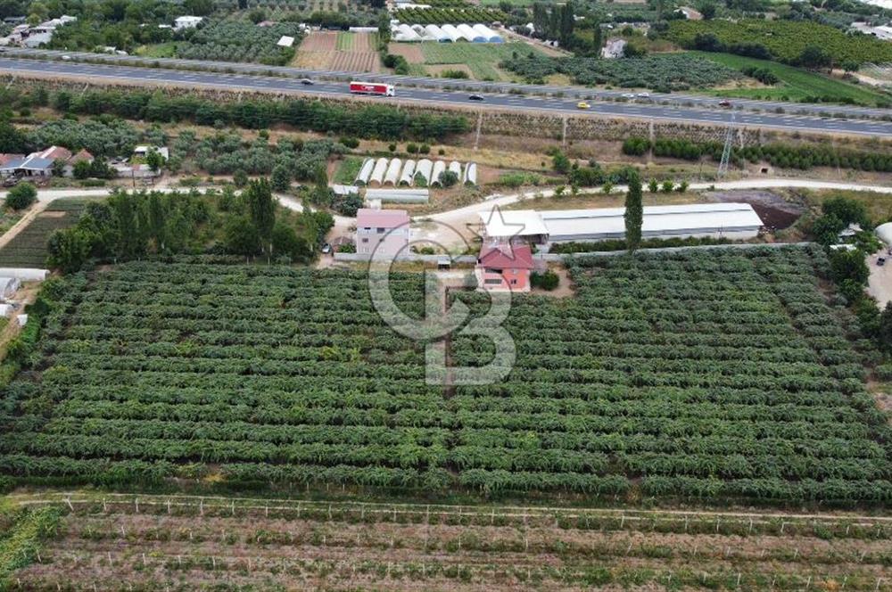 Bursa Orhangazi'de satılık tarla
