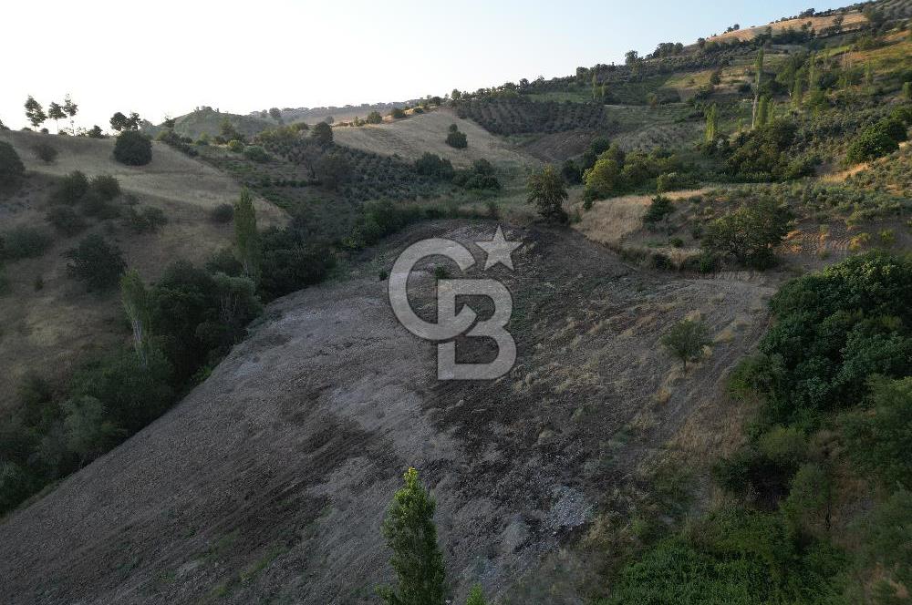 Onikişubat Köseli Mah. Müstakil Satılık 3.941 m2 Bağ ve Bahçe