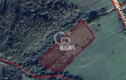 ŞİLE BUCAKLI