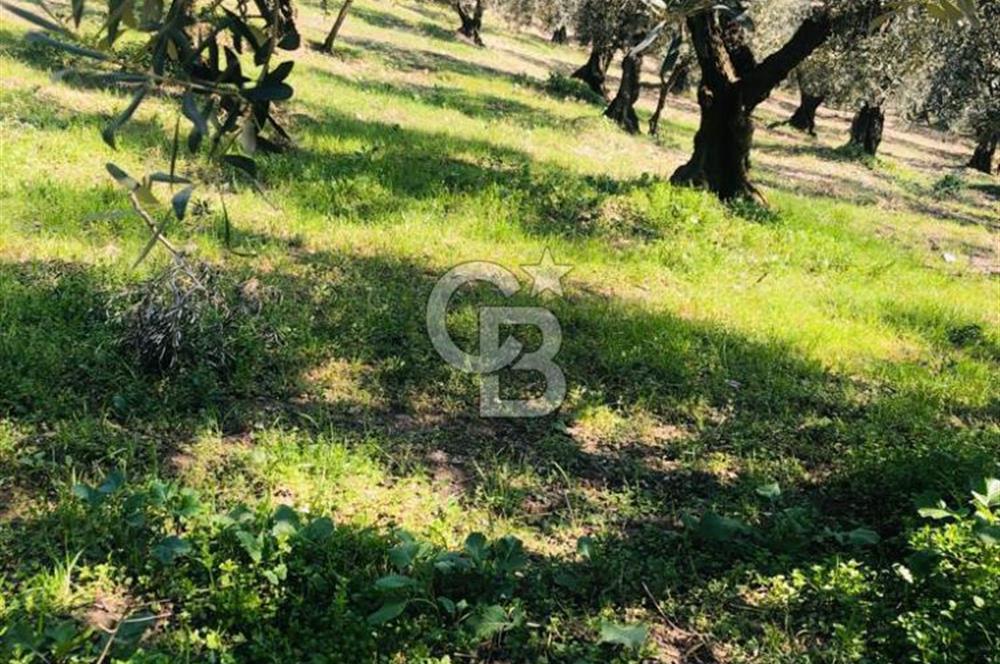 GEMLİK UMURBEY'DE - 7.424 m² - 220 AĞAÇLI ZEYTİNLİK