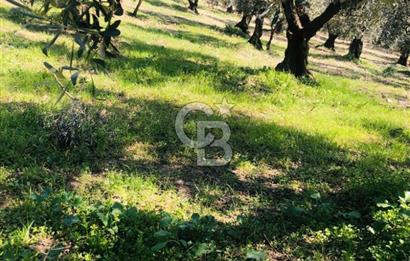 GEMLİK UMURBEY'DE - 7.424 m² - 220 AĞAÇLI ZEYTİNLİK