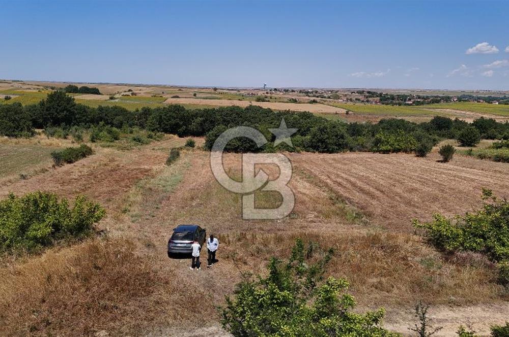 SATILIK! HAYRABOLU KADRİYE 4 ADET 287.5 m2 TARLA HİSSESİ.