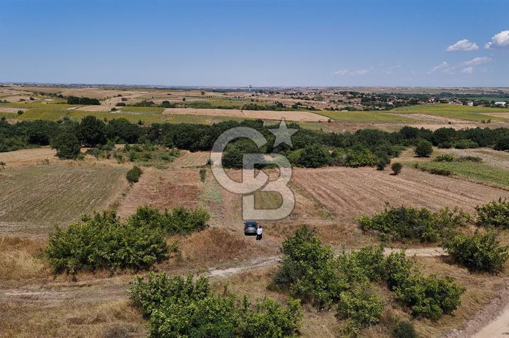 SATILIK! HAYRABOLU KADRİYE 4 ADET 287.5 m2 TARLA HİSSESİ.