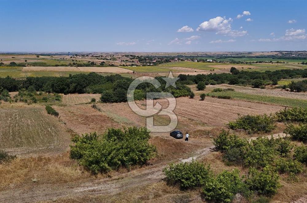 SATILIK! HAYRABOLU KADRİYE 4 ADET 287.5 m2 TARLA HİSSESİ.