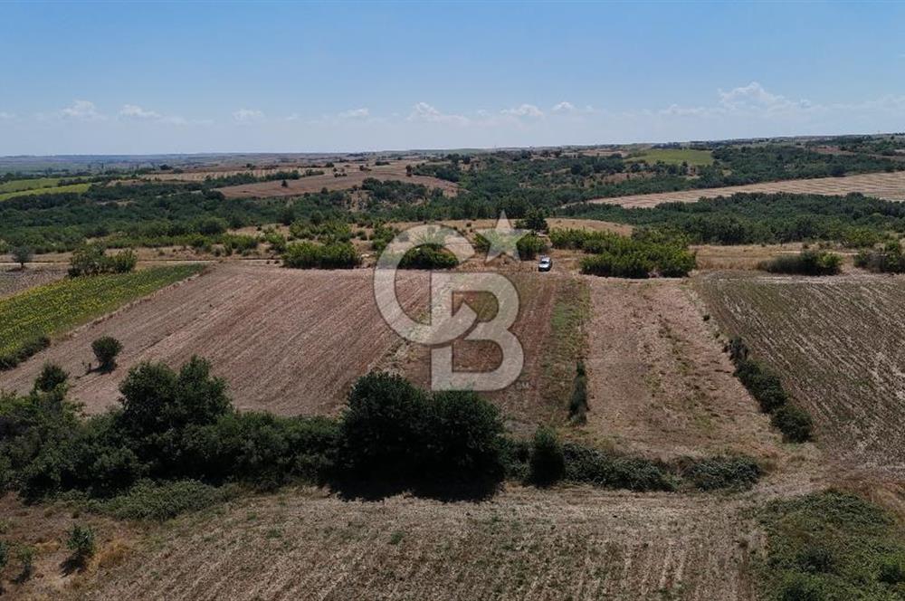 SATILIK! HAYRABOLU KADRİYE 4 ADET 287.5 m2 TARLA HİSSESİ.
