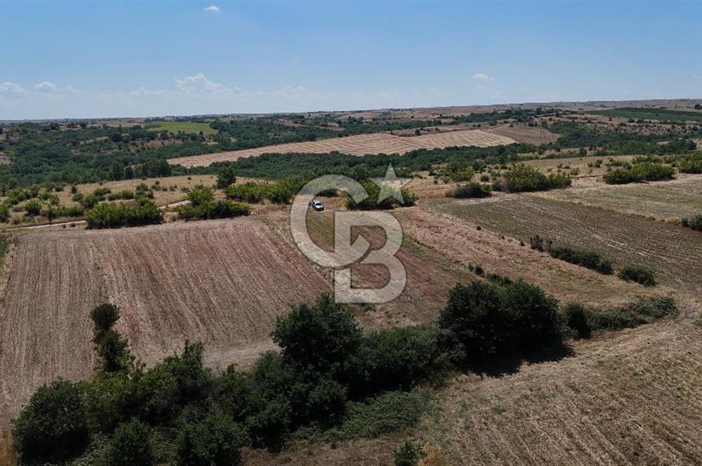SATILIK! HAYRABOLU KADRİYE 4 ADET 287.5 m2 TARLA HİSSESİ.
