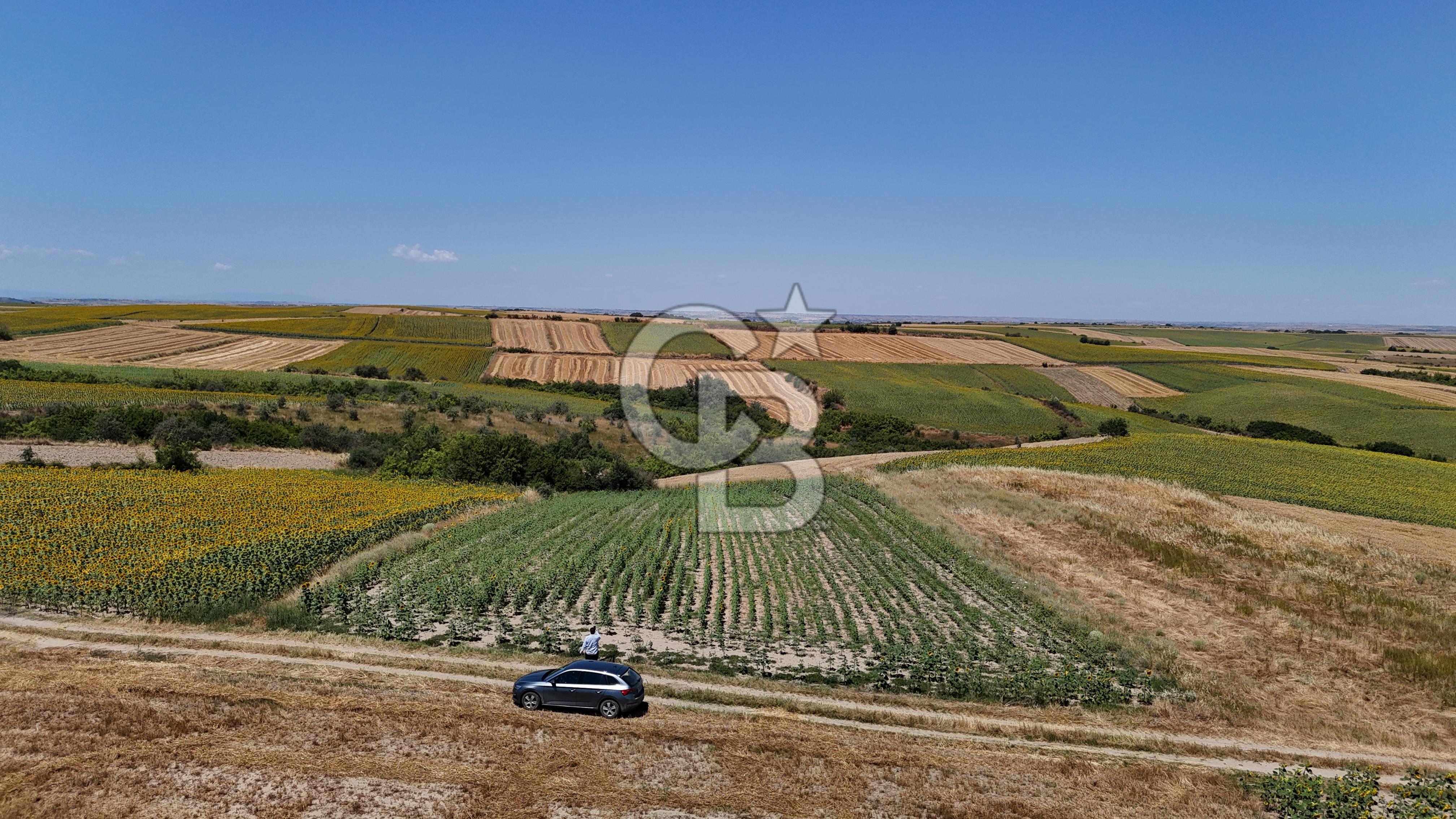 SATILIK YOLA CEPHE HAYRABOLU KADRİYE 275 M2 TARLA HİSSESİ