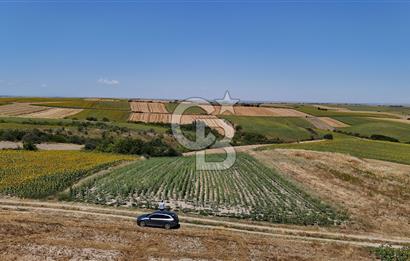 SATILIK YOLA CEPHE HAYRABOLU KADRİYE 275 M2 TARLA HİSSESİ
