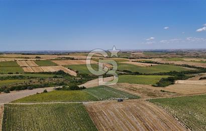 SATILIK YOLA CEPHE HAYRABOLU KADRİYE 275 M2 TARLA HİSSESİ