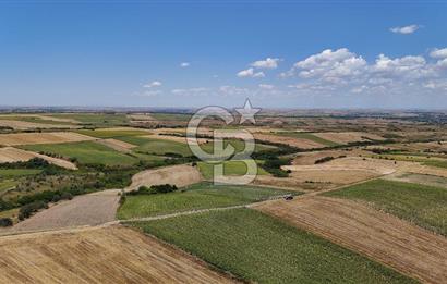 SATILIK YOLA CEPHE HAYRABOLU KADRİYE 275 M2 TARLA HİSSESİ