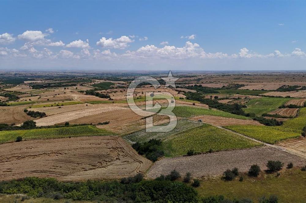 SATILIK YOLA CEPHE HAYRABOLU KADRİYE 275 M2 TARLA HİSSESİ