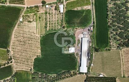 Manisa Turgutlu Satılık Tarım - Hayvancılık Tesisi ve 0.40 İmarlı Arsası