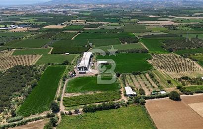 Manisa Turgutlu Satılık Tarım - Hayvancılık Tesisi ve 0.40 İmarlı Arsası