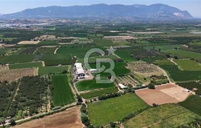 Manisa Turgutlu Satılık Tarım - Hayvancılık Tesisi ve 0.40 İmarlı Arsası