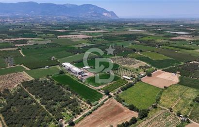 Manisa Turgutlu Satılık Tarım - Hayvancılık Tesisi ve 0.40 İmarlı Arsası