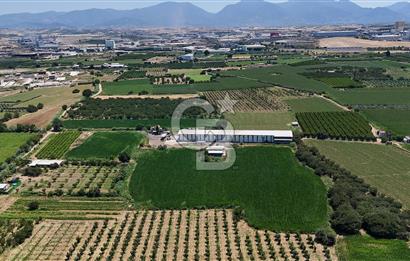 Manisa Turgutlu Satılık Tarım - Hayvancılık Tesisi ve 0.40 İmarlı Arsası