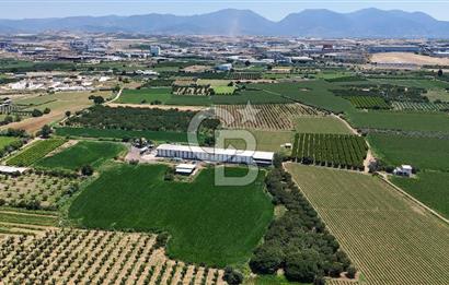 Manisa Turgutlu Satılık Tarım - Hayvancılık Tesisi ve 0.40 İmarlı Arsası
