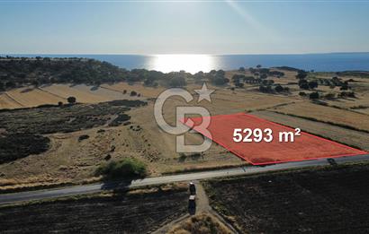 EZİNE TAVAKLI İSKELESİN'DE ASFALT YOLUNA CEPHELİ 5293 m2 TARLA