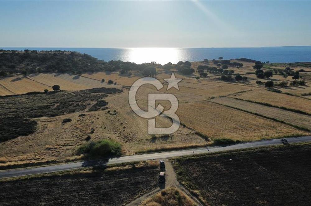EZİNE TAVAKLI İSKELESİN'DE ASFALT YOLUNA CEPHELİ 5293 m2 TARLA