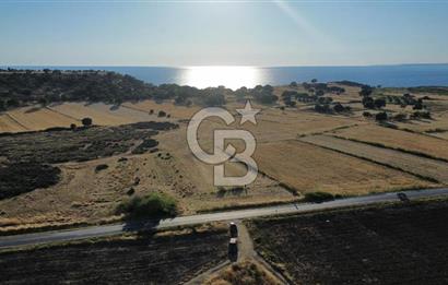EZİNE TAVAKLI İSKELESİN'DE ASFALT YOLUNA CEPHELİ 5293 m2 TARLA