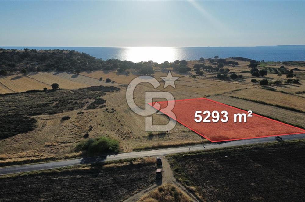 EZİNE TAVAKLI İSKELESİN'DE ASFALT YOLUNA CEPHELİ 5293 m2 TARLA