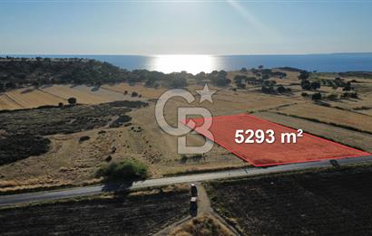 EZİNE TAVAKLI İSKELESİN'DE ASFALT YOLUNA CEPHELİ 5293 m2 TARLA
