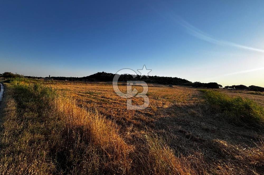 EZİNE TAVAKLI İSKELESİN'DE ASFALT YOLUNA CEPHELİ 5293 m2 TARLA