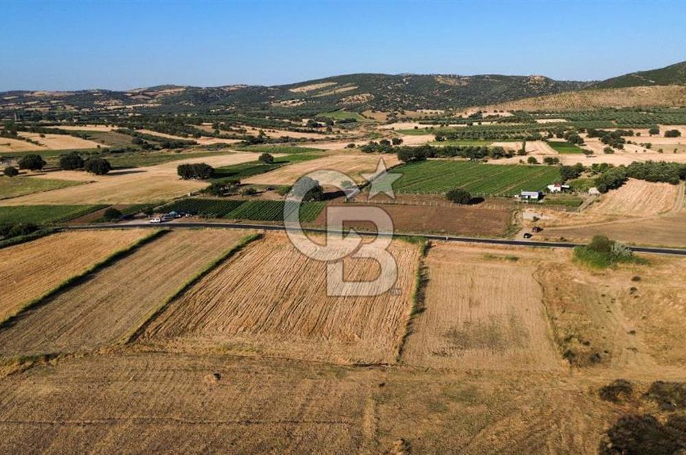 EZİNE TAVAKLI İSKELESİN'DE ASFALT YOLUNA CEPHELİ 5293 m2 TARLA