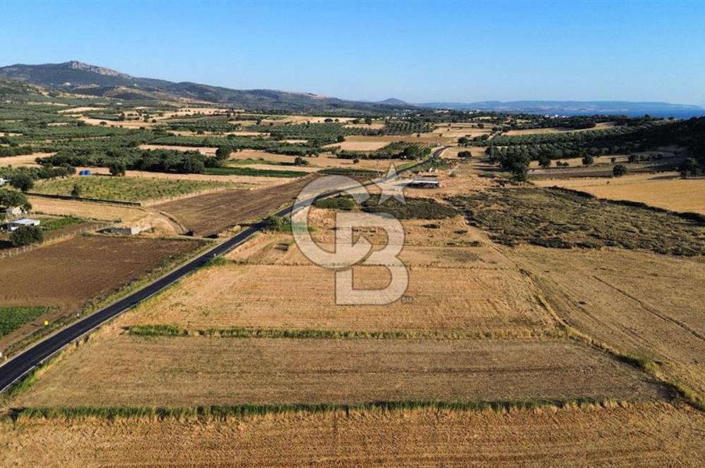 EZİNE TAVAKLI İSKELESİN'DE ASFALT YOLUNA CEPHELİ 5293 m2 TARLA