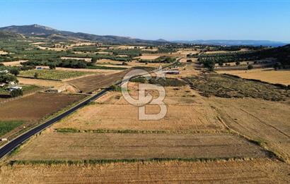 EZİNE TAVAKLI İSKELESİN'DE ASFALT YOLUNA CEPHELİ 5293 m2 TARLA